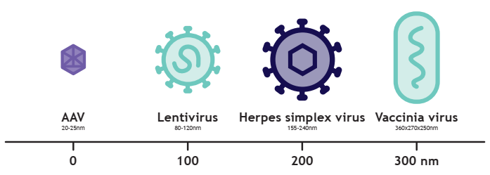 基于新型納米纖維的LentiHERO在LVV和HSV純化工藝中的應(yīng)用